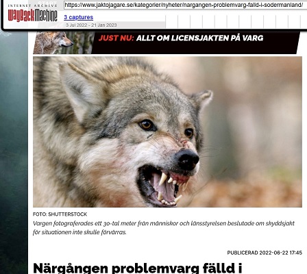 Närgången varg